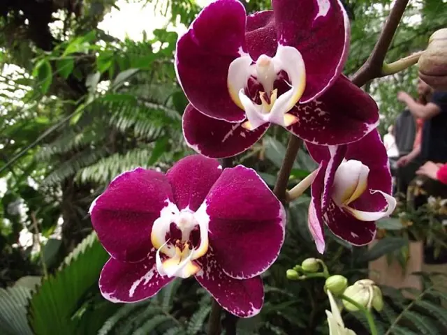 Fialové květy orchideje Phalaenopsis v přírodním prostředí.