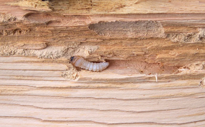 Larva tesaříka krovového v dutině ve dřevě.