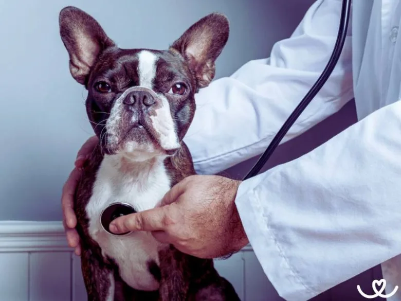 Veterinář zkoumá bostonského teriéra pomocí fonendoskopu.