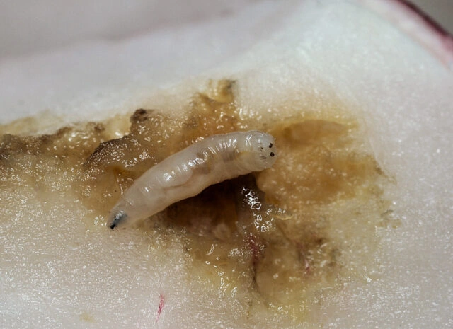 Larva plodného mušketu v hnijícím ovoci.