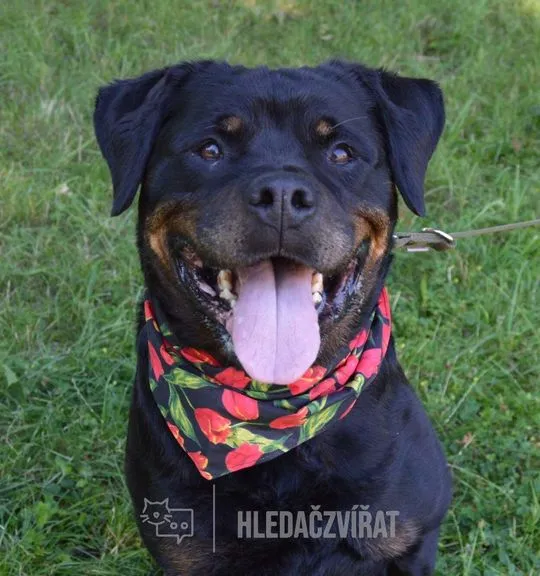 Šťastný rottweiler v květinovém šátku sedí na trávě.
