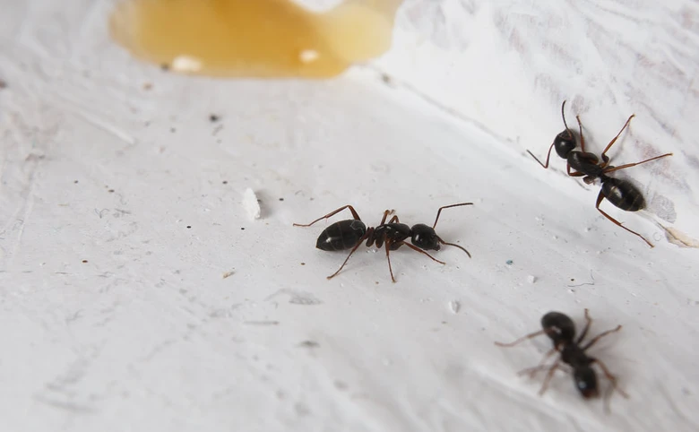 Tři mravenci se pohybují kolem tekutiny na bílém povrchu.