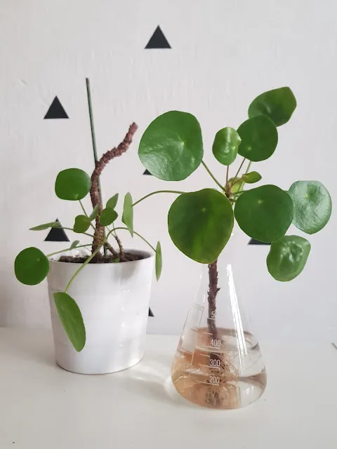 Pilea peperomioides v květináči a ve sklenici pro zakořenění.