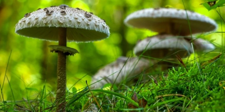 Parasol mushrooms in grass