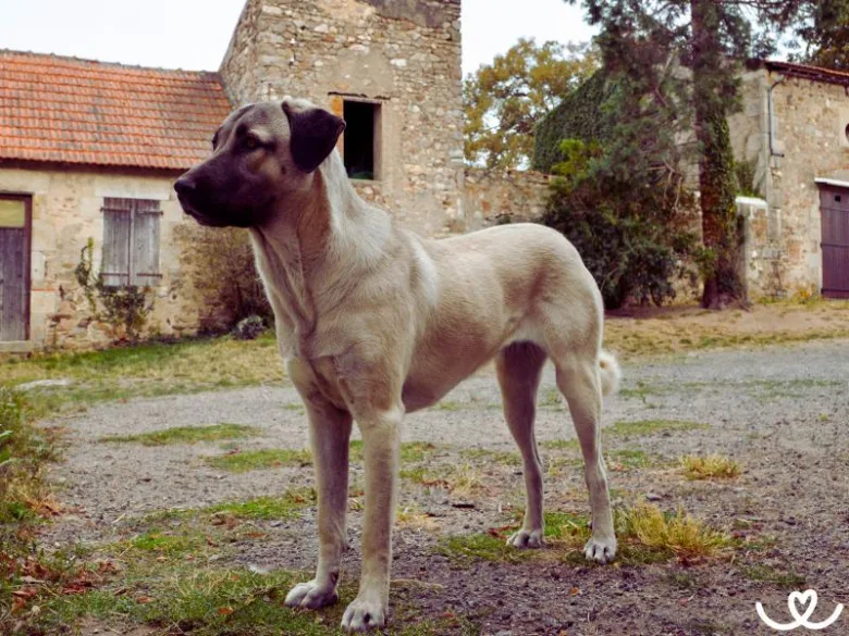Velký anatolský pastevecký pes stojí na dvorku před starou stodolou.