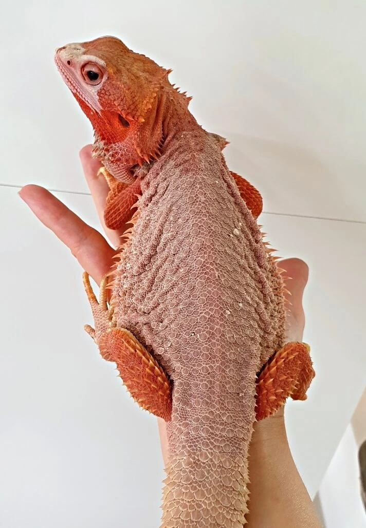 Oranžová agama drak je držena v ruce na bílém pozadí.