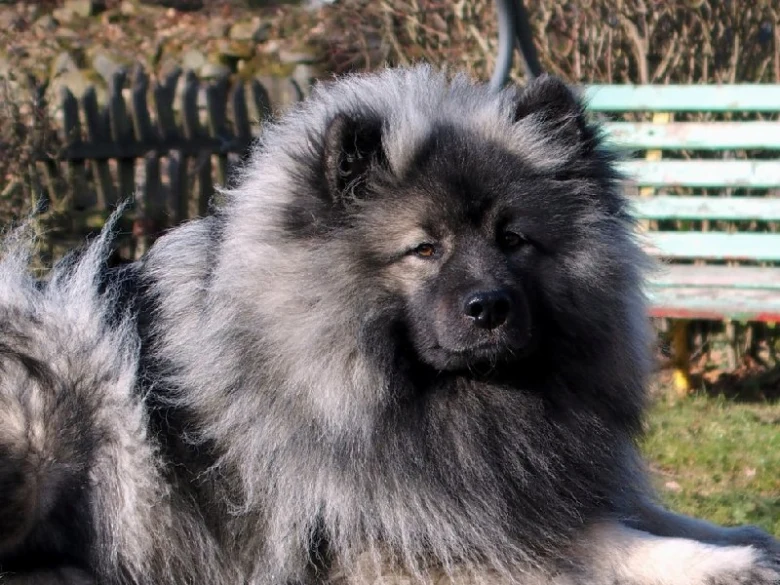 Fluffy gray Keeshond dog sitting outside.