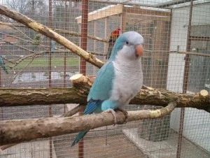 Šedý mníšek sedí na větvi v kleci.