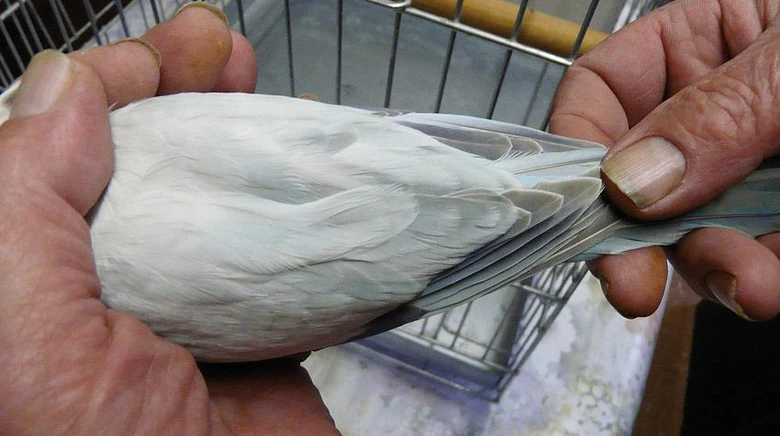 Ruce drží šedého mníška s roztaženými křídly před klecí.