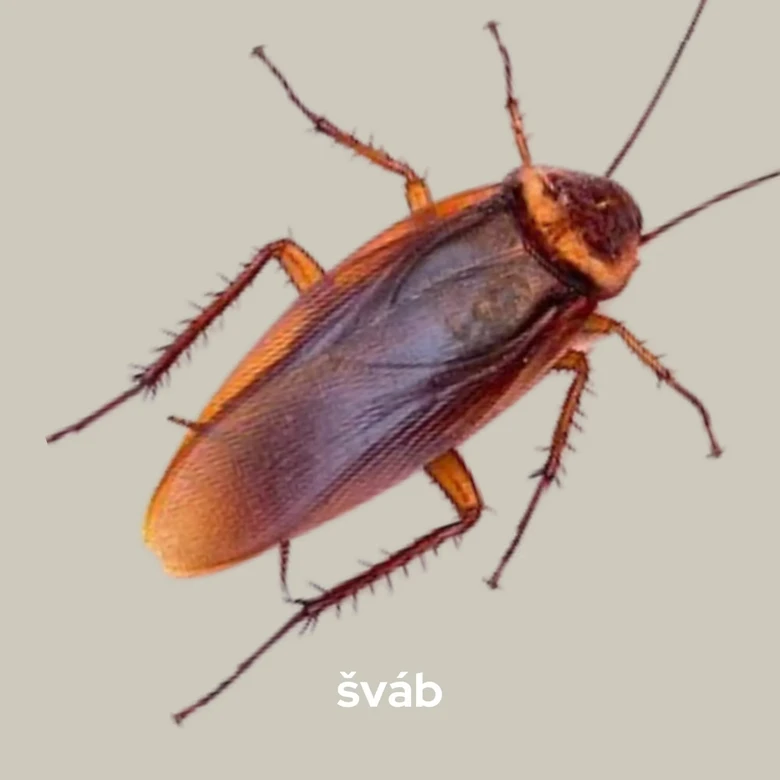 Detailní fotografie švába na neutrálním pozadí.