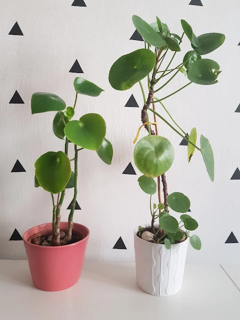 Dvě rostliny pileu peperomioides v květináčích na bílém stole.