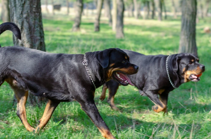 Dva rottweilery běží po travnatém lesním prostranství.