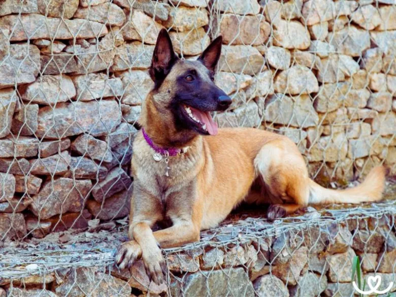Belgický ovčák malinois leží na kamenné zdi s drátěnou mřížkou.