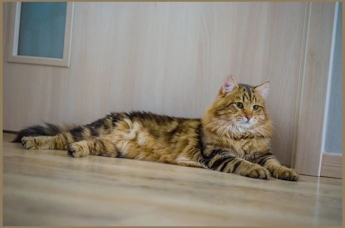 Sibiřská kočka leží na dřevěné podlaze v interiéru.