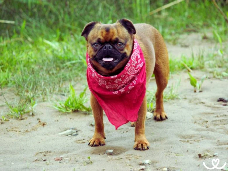 Brussels griffon dog with bandana