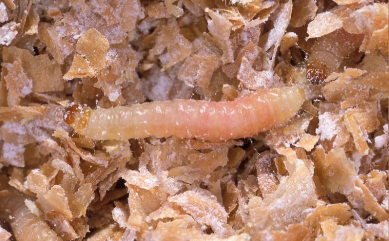 Bílý larva molu oblečení na škrábancích z látky.