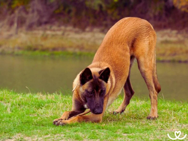 Belgický ovčák malinois žvýká větvičku na trávníku u vody.