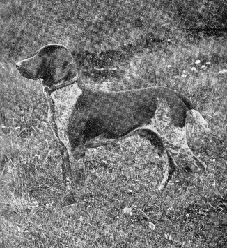 German short-haired pointer dog