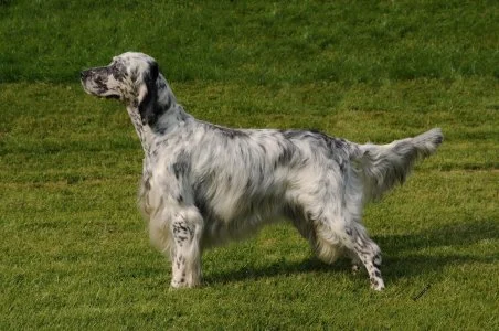 Anglický setter stojí na trávníku s charakteristickým skvrnitým srstí.