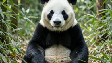 Co je panda velká a její chování - ilustrační foto