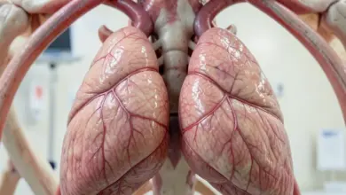 co je thymus a jak funguje - Co je thymus a - ilustrační foto