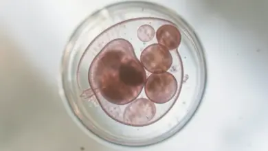 Jak probíhá vývoj embrya den po dni - ilustrační foto
