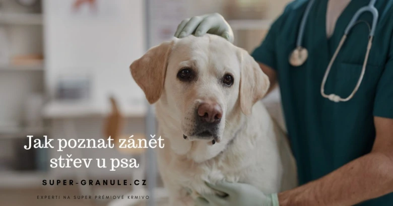 Veterinář zkoumá psa s příznaky zánětu střev.
