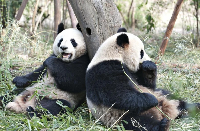 Dva velcí panda jedí bambus u stromu venku.