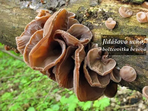 Skupina hub jidášovo ucho rostoucí na kmeni stromu.