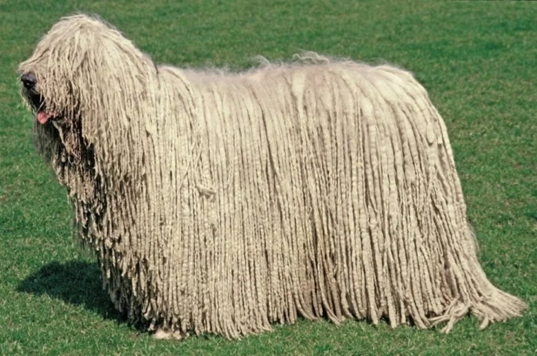 Komondor pes s dlouhým spleteným srstí na trávníku.