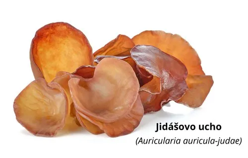 Sušené jidášovo ucho Auricularia auricula-judae na bílém pozadí.