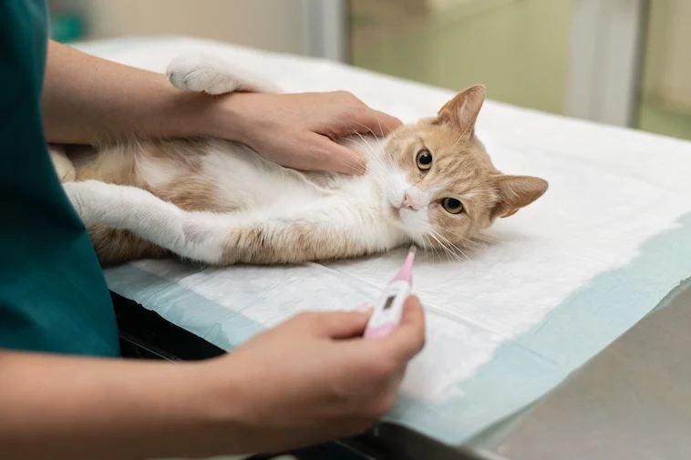 Veterinář zkoumá kočku na vyšetřovacím stole s teploměrem.