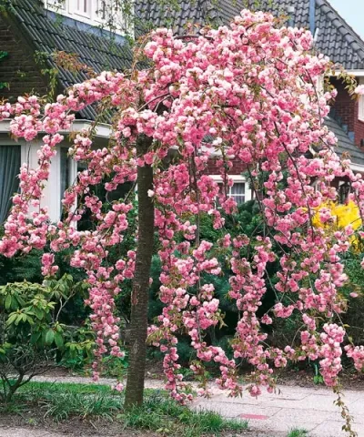 Růžová japonská sakura kvete v zahradě před domem.