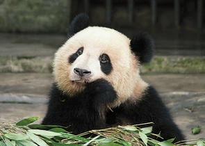 Velká panda sedí a jí bambus.