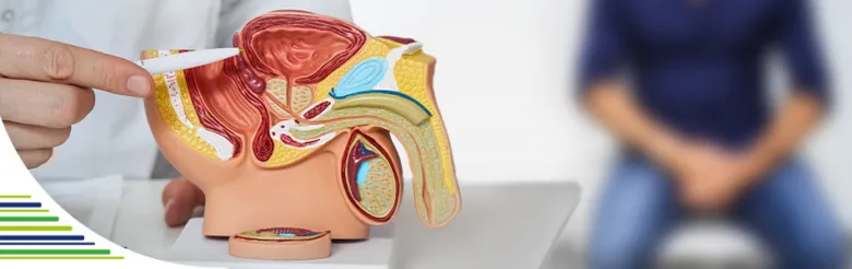 Anatomický model prostaty ukazující vnitřní strukturu orgánu.