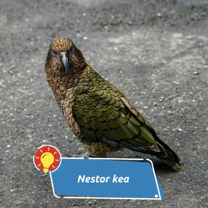 Zelený papoušek nestora keu stojí na zemi.