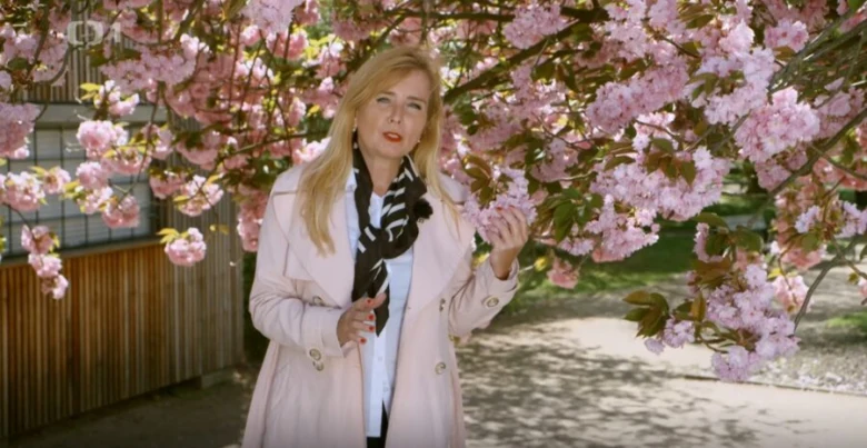 Žena stojí pod kvetoucími japonskými sakurami v zahradě.