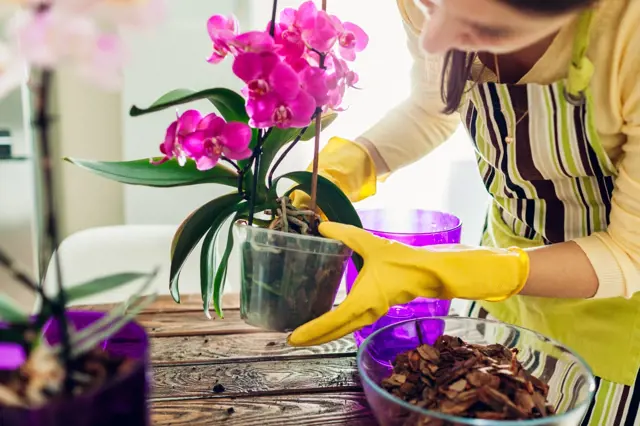Žena v žlutých rukavicích překládá fialovou orchidej do nového květináče.