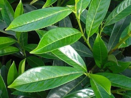 Ligustrum leaves close-up