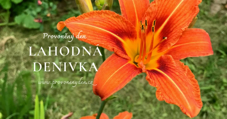 Barevná denivka v květu na pozadí zelené zahrady.