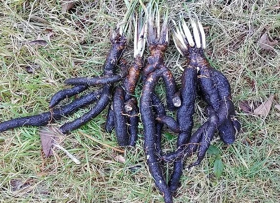 Čerstvě vykopané černé kořeny ležící na trávě.