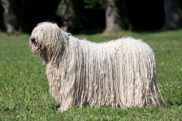 Komondor s kožichem stojí na trávníku.
