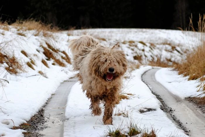 Komondor běží po sněhu s rozkrojeným kožichem.