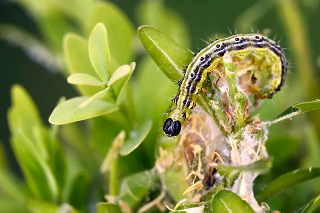 Boxwood caterpillar on plant