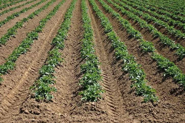 Potato field rows