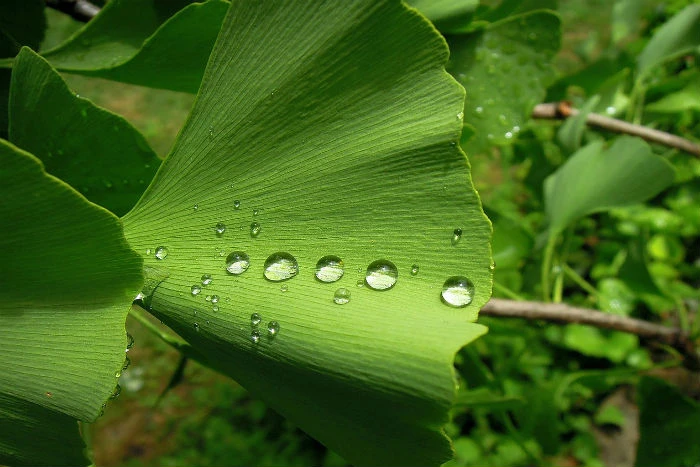 Zelený list ginkgo s kapkami vody na povrchu.
