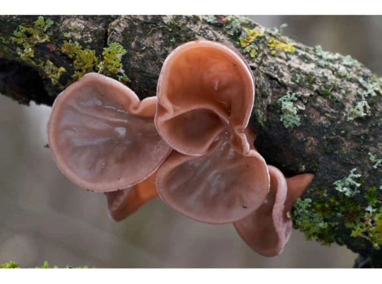 Judas ear fungus on tree branch