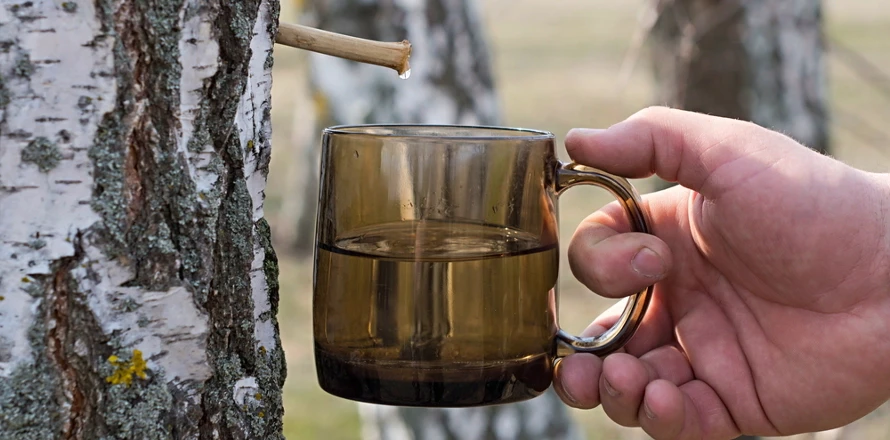 Ruce sbírají březovou šťávu do sklenice z kůry břízy.