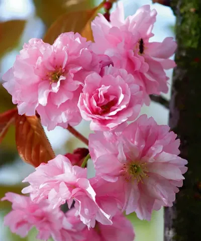 Růžové květy japonské sakury v plném rozkvětu na větvích.