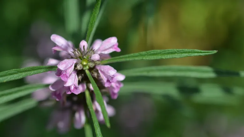 Rozkvetlá mateřídouška s růžovými květy na zeleném listí.
